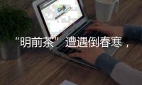 “明前茶”遭遇倒春寒
，浙南受灾最严重