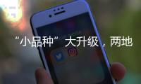 “小品种”大升级
，两地联手给澳门“菜篮子”增鲜