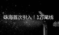 珠海首次引入！1万尾线纹海马成功“落户”