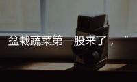 盆栽蔬菜第一股来了
�，“阳台种菜”治好了当代人的精神内耗？