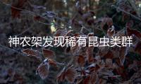 神农架发现稀有昆虫类群，在中国首次记录�，全球已知仅5种
