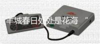羊城春日处处是花海 “季节限定”黄花风铃木再现