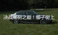 决战椰树之巅！椰子树上的“速度与激情”太精彩！