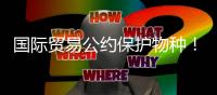 国际贸易公约保护物种！无叶美冠兰首度在珠被发现