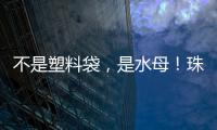 不是塑料袋
，是水母！珠海海滩有水母出没 提醒
：有毒	！别碰！