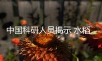 中国科研人员揭示 水稻基因组中的“隐藏”变异