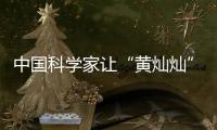 中国科学家让“黄灿灿”的油菜花拥有70多种颜色