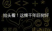 抬头看�！这棵千年巨树好高