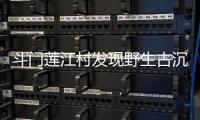 斗门莲江村发现野生古沉香种群！最大的沉香树树龄达148年