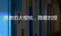 昂贵的大樱桃	，隐匿的授粉药