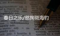 春日之乐/憨掬斑海豹 “躺平”春乐园