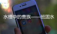 快排公司十年历程，霸屏兔 seo 的崛起与坚守