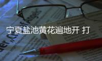 宁夏盐池黄花遍地开 打造黄花菜产业链条
、拓展农户增收渠道