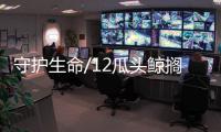 守护生命/12瓜头鲸搁浅　24小时闢归海绿道/大公报记者　王莉台州报道