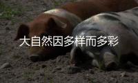 快排公司十年历程，霸屏兔 seo 的崛起与坚守