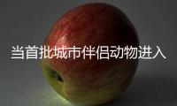 当首批城市伴侣动物进入暮年�，“宠物协和”肿瘤医生看到这些