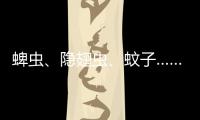 蜱虫、隐翅虫、蚊子……夏季常见蚊虫如何应对