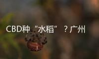 CBD种“水稻”
？广州珠江新城这座大厦引发网友好奇围观