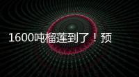 1600吨榴莲到了	！预计本月中下旬降价