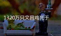 1320万只文昌鸡死于“摩羯”，万余养殖户在废墟上重建